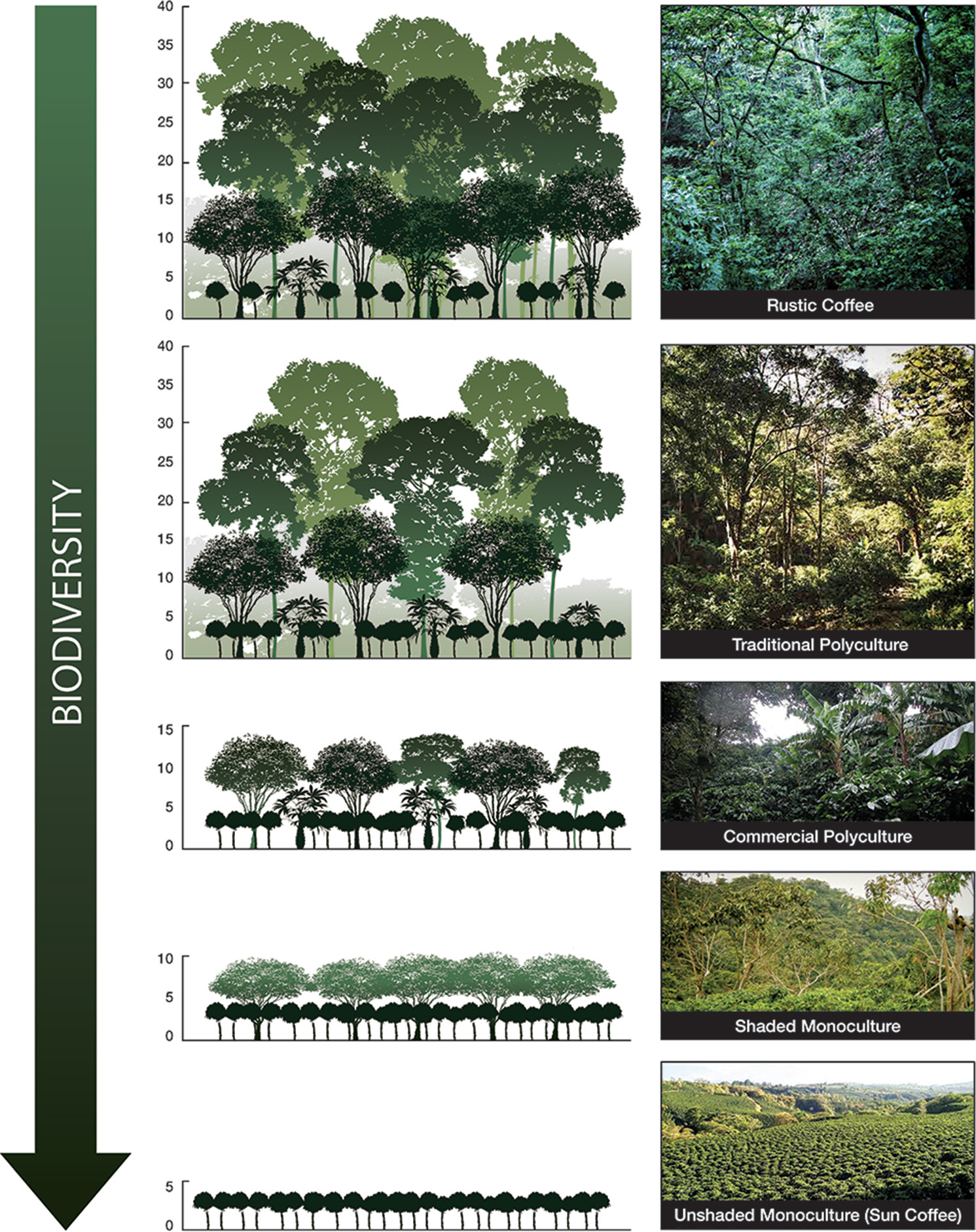 Coffee continuum Photos and drawn graphics show the gradient of coffee management systems from diverse agroforestry to monoculture.
