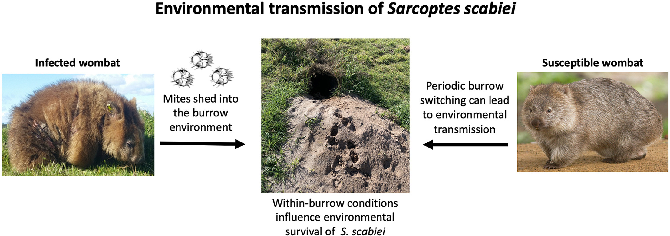 Sharing space, sharing parasites A graphic illustrates how one mite-infested wombat can transmit the parasite via burrows.