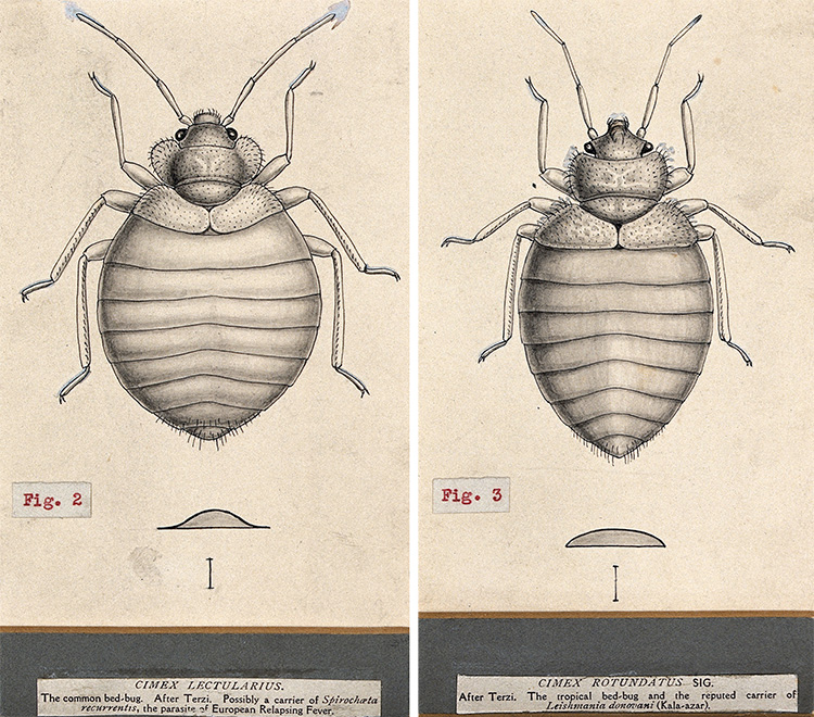 Tropical and common bed bugs Two pen-and-ink drawings show the features of the tropical and common bed bug.