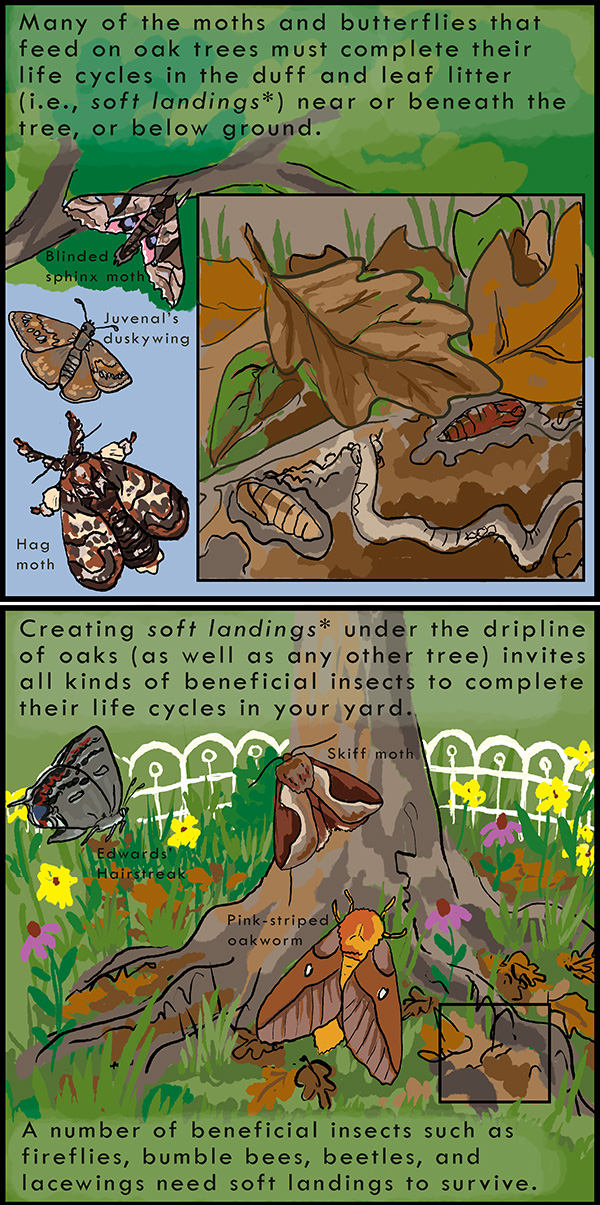 Soft landings for caterpillars A cartoon illustration shows how to create soft leaf litter beds below oak trees, on which caterpillars, moths and other insects can complete their life cycles.