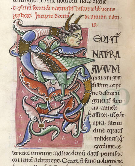 Fantastic creature Detail of an illuminated manuscript of Natural History book shows the start of a section with the letter “S” that is decorated into an imagined hybrid creature with a winged body and a human head with horns.