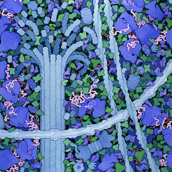 Crowded space Artist’s drawing of the contents of a cell.