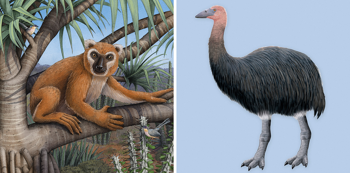 Koala lemur and elephant bird Illustrations of two extinct Madagascar species — koala lemur on the left and an elephant bird on the right.