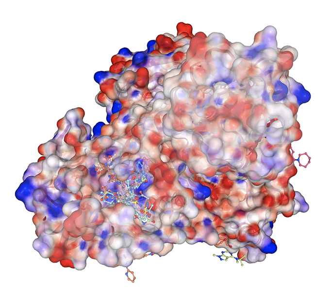 Drug target A 3D rendering of a large protein reveals different chemical sites that smaller chemical molecules will bind, offering insight into potential areas on the protein to target during research on antiviral drugs.