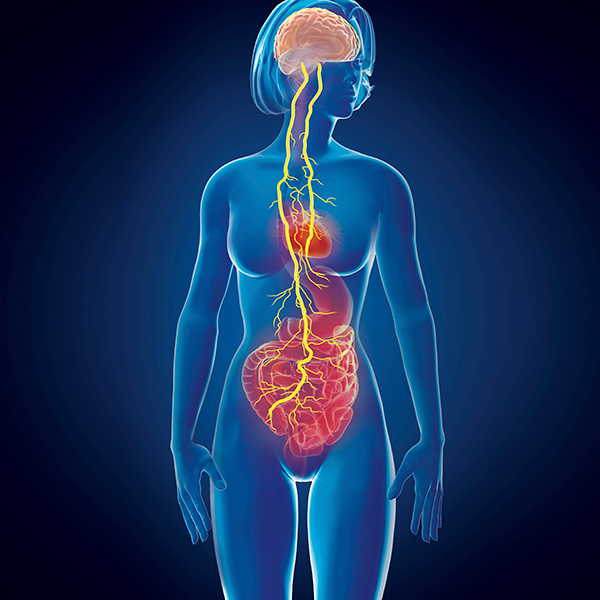 Vagus nerve Illustration shows a human figure in blue with a few internal organs and the brain. Running between the brain and the gut and heart is the vagus nerve, shown in yellow.