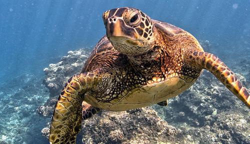 Underwater photograph of a green sea turtle.