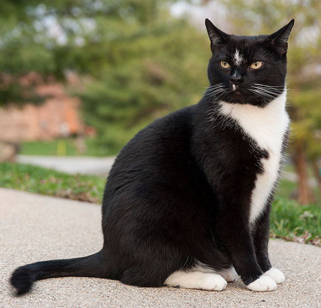 Simple pattern Tuxedo cat with black fur and white belly.
