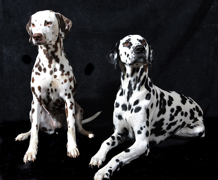 Random patterns Two Dalmatian dogs