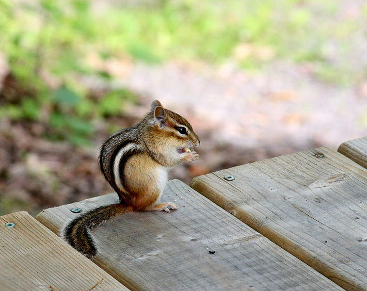 Precise patterning Picture of a chipmunk