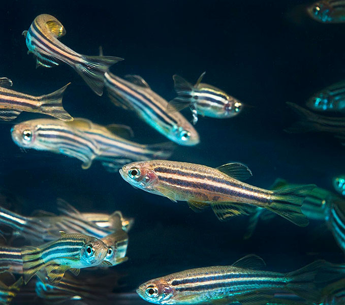 Striped model A school of striped zebrafish