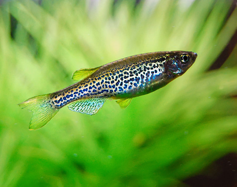 A zebra of a different pattern A zebrafish exhibits spots