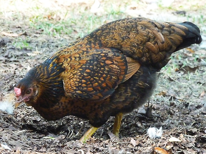Fancy feathers A hen has black-and-brown patterned features