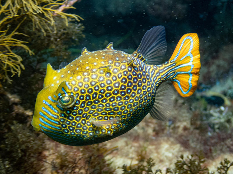 Crisp outlines A boxfish with a hexagonal pattern