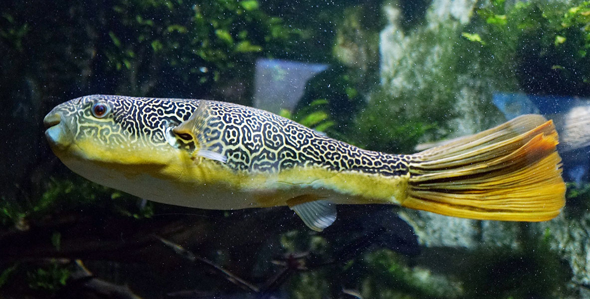 Solving the maze A pufferfish shows a mazelike pattern of dark and light lines.