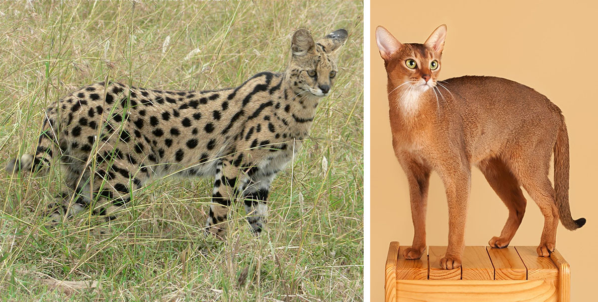 Cat striping Two cats are shown, with the one on the left have the most distinct spotting, and the one on the right with a more blended coloration.
