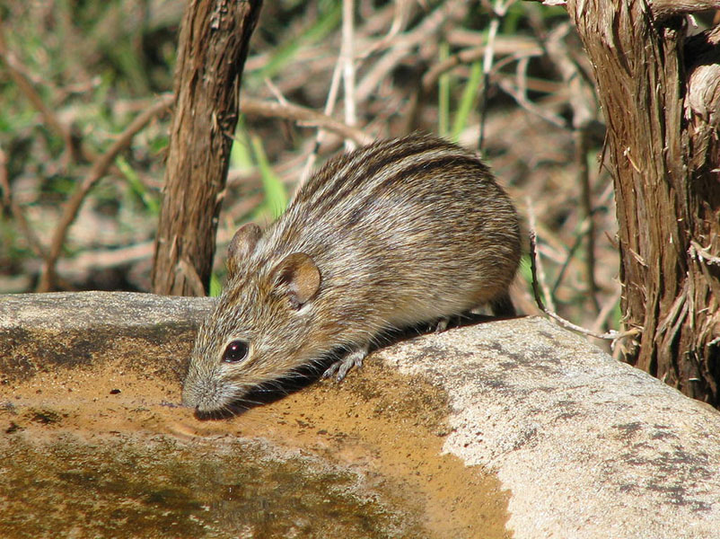 Setting stripes A mouse has stripes on its back.