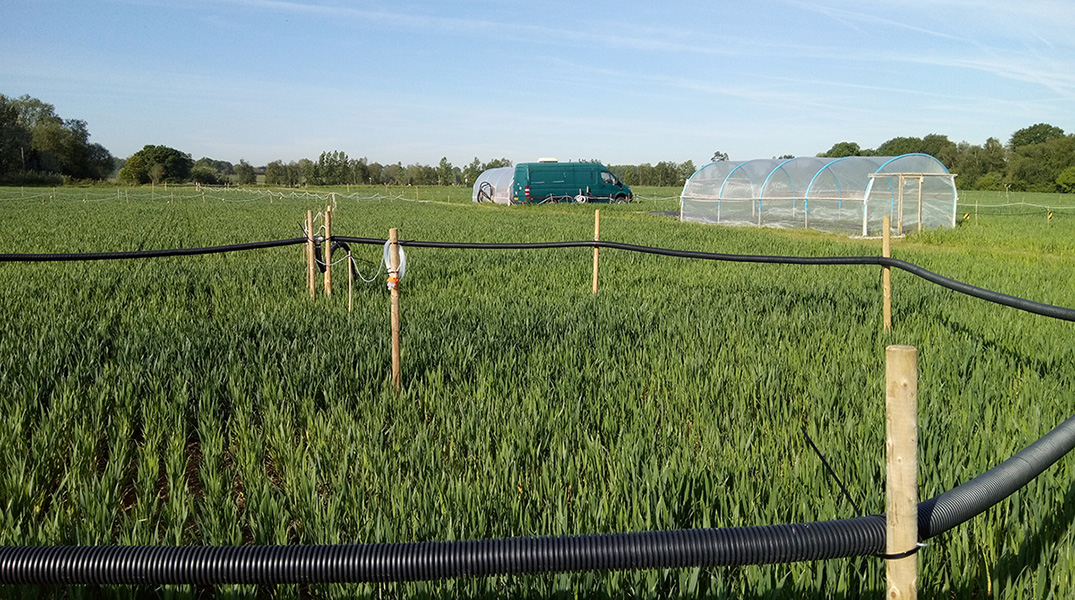 Pollution-pollination study Photo shows experimental setup within a green field. There is a ring of black pipes raised above the ground attached to fence posts. Plants would be placed within this ring and pollutants released by the black ring of pipes. Farther in the background are polytunnels.