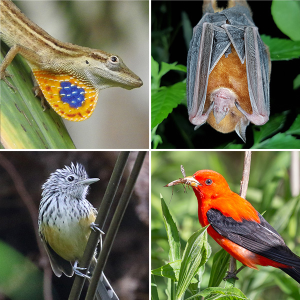 Creatures of coffee farms Four photos: a lizard, two birds and a bat