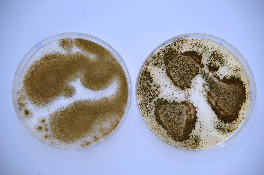 Aspergillus petri dishes Two petri dishes; in each are colonies of fluffy, brownish molds.