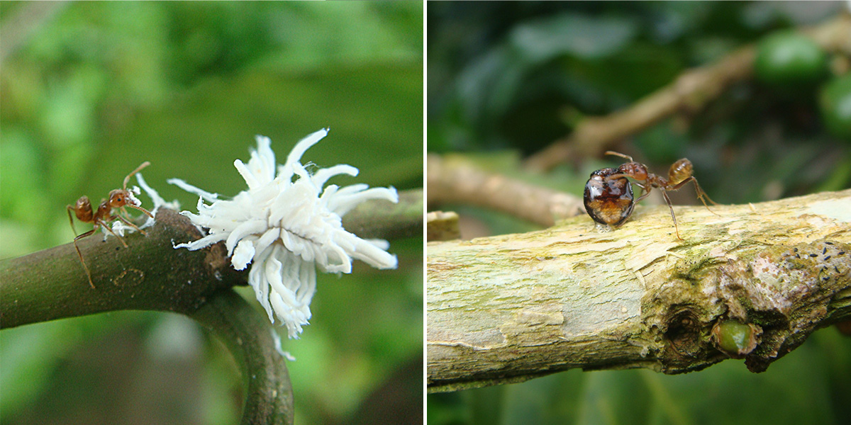 The ant and the ladybird Two photos, an ant next to a fuzzy white beetle larva and an ant with a shiny beetle.