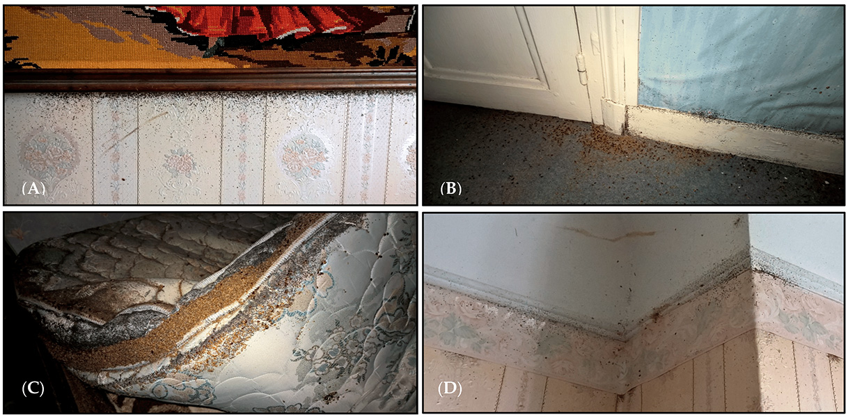 Bed bug infestation Four photographs show parts of wall, baseboard and mattress with many bed bugs, along with their excretion and exoskeleton debris.