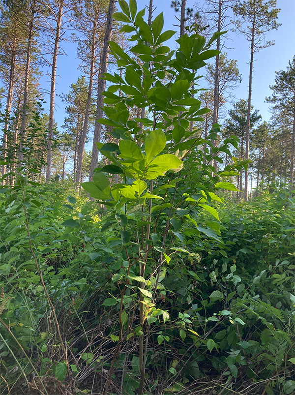 Bitternut hickory Photograph of a young broadleaf sapling. Pine trees are in the background.
