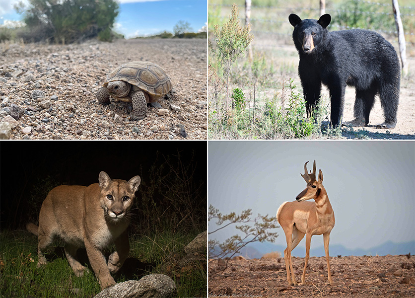 Habitat divided Set of four animal photos. Clockwise from top left is a black bear, a Sonoran pronghorn, a mountain lios and a desert tortoise.