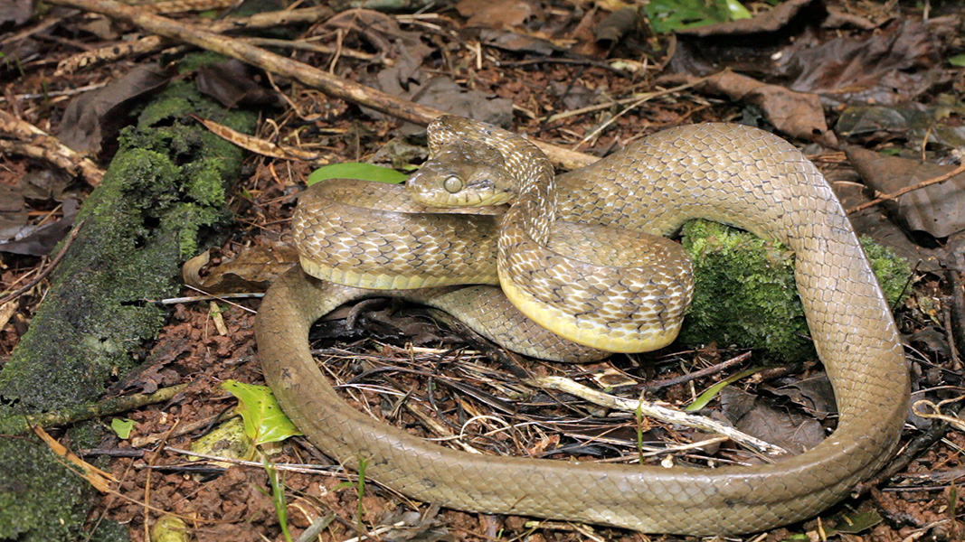 Brown tree snake Photograph of a brown tree snake coiled up on a pile of leaves and litter.