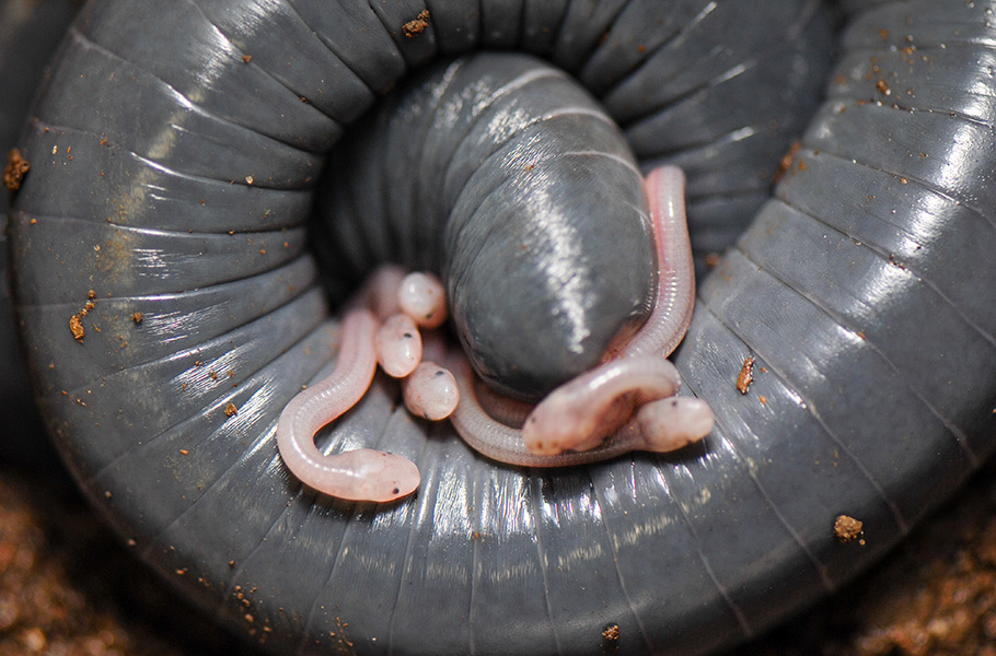 Amphibian milk? Photograph of the grey, worm-like body of a ringed caecilian curled around a number of small, pink, baby caecilians.