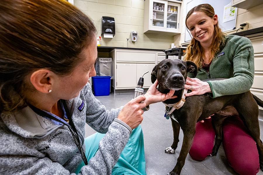 CBD clinical trial Photo of two women and a black and white dog. One woman is holding the dog while the second is examining the dog.