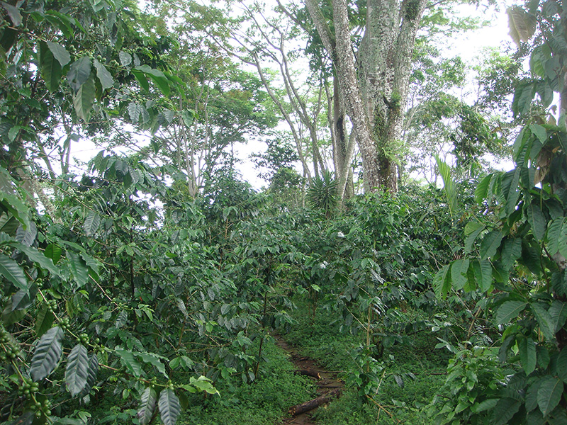 Made in the shade Coffee trees, plump with green berries, grow in crowded, shady understory.