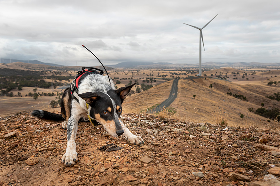 Dog finds dead bat Photograph of a dog crouched over a dead bat. A wind turbine and brown fields are in the background.