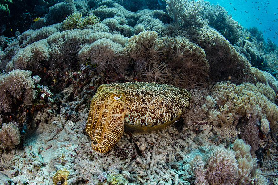 Spot the cuttlefish A brown and yellow cuttlefish blends into a reef.