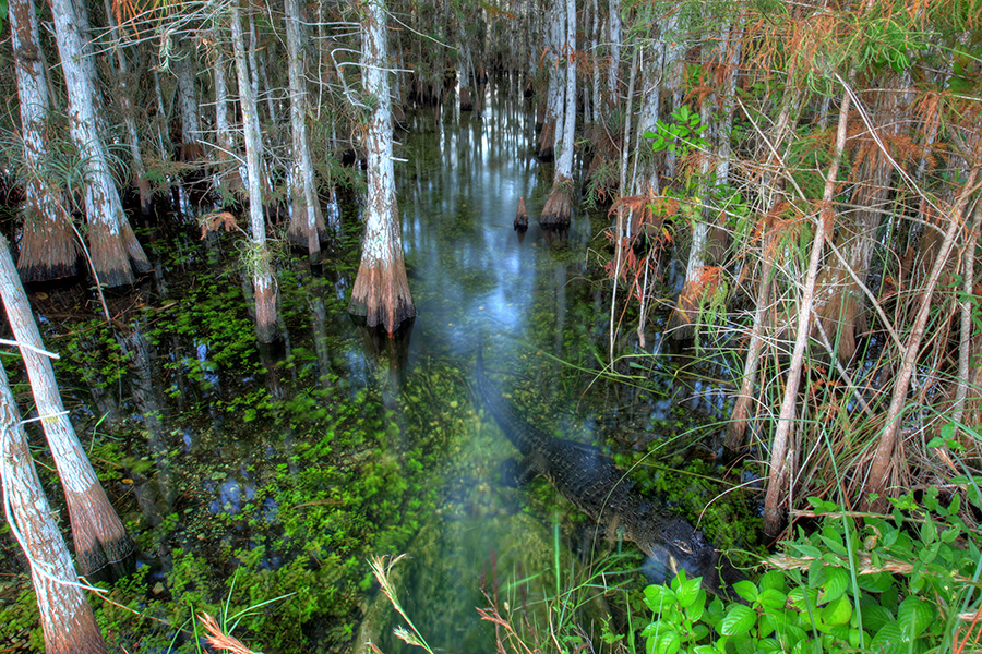 Cypress dome Photo of cypress trunks and water.