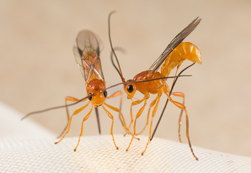 Diachasmimorpha longicaudata Photograph of two orange-yellow parasitoid wasps standing side by side and poking their stingers through a white mesh cloth.