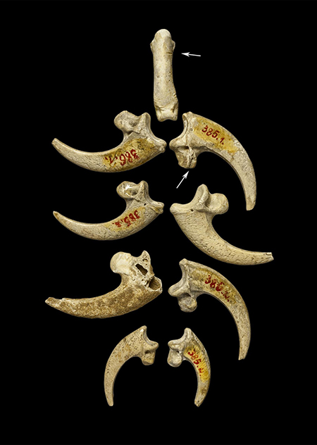 Eagle talons Photo of eagle talons arranged in a pattern against a black background.