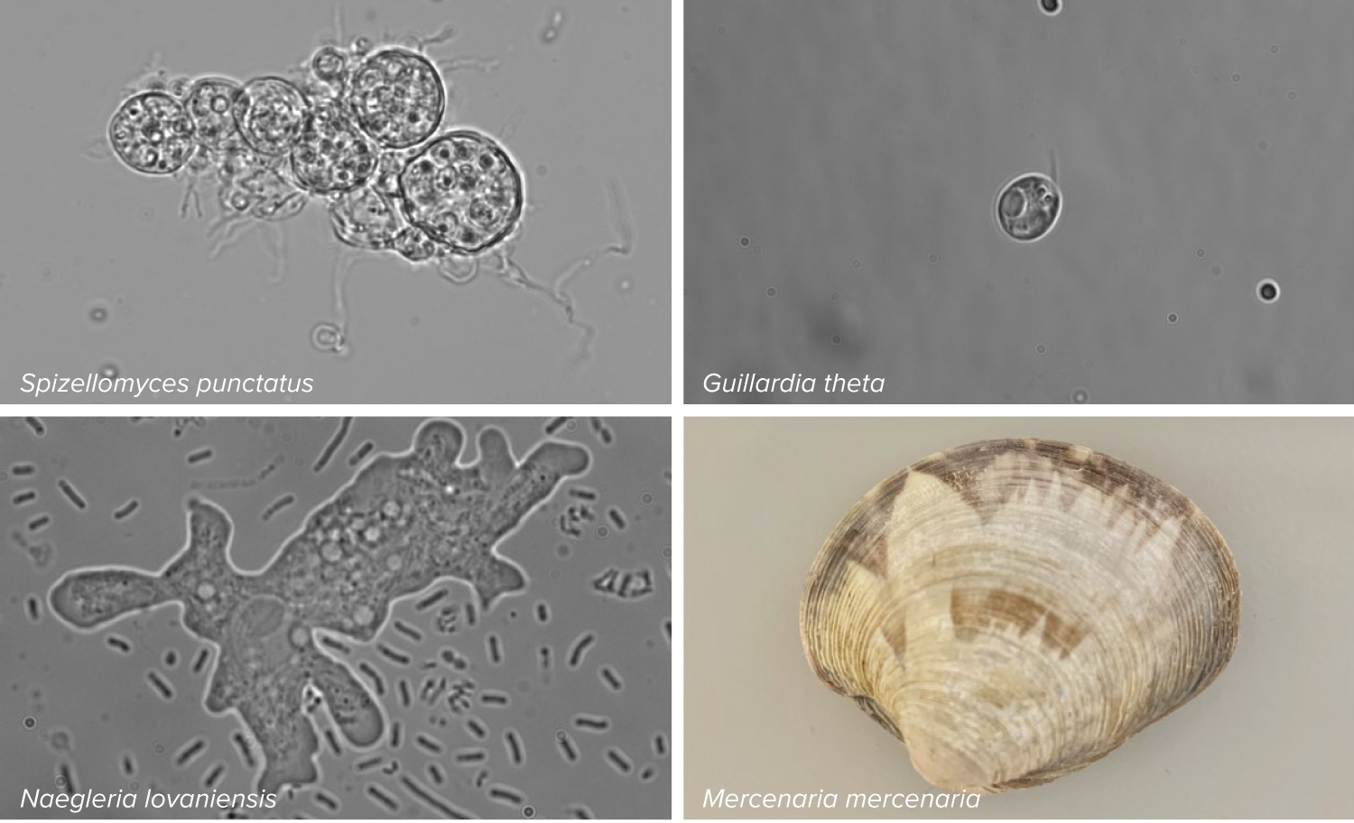 Fanzor systems Four pictures arranged in quadrants show three microscopic organisms and a clam.