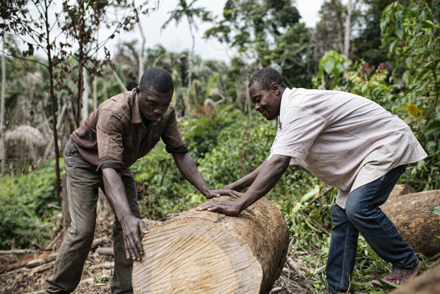 Deforestation’s contribution Photo shows workers in Cameroon involved in logging a forest.