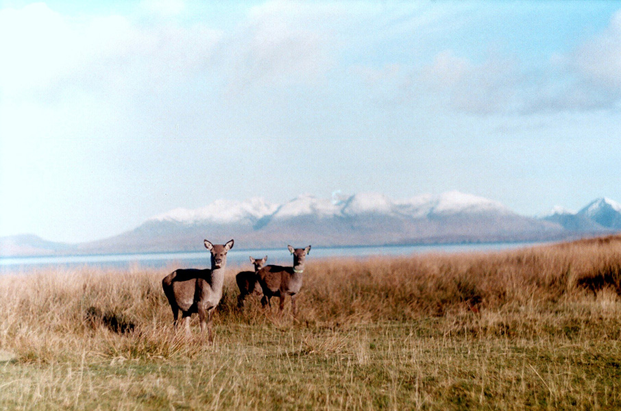Wild deer on Rùm island Photo of three deer standing in green-brown grass, with water behind them —and behind that, another distant shore.
