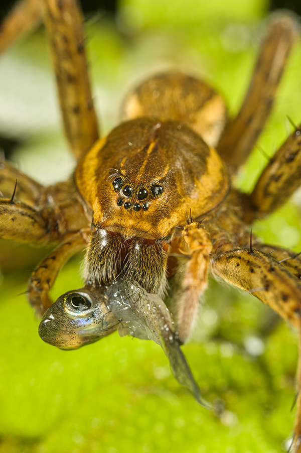 Fen raft spider A spider eats a small fish.