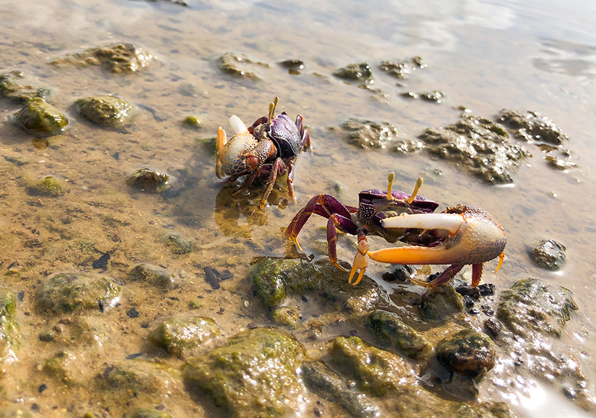 Fiddler crabs in the sand Color photo of two fiddler crabs in the sand