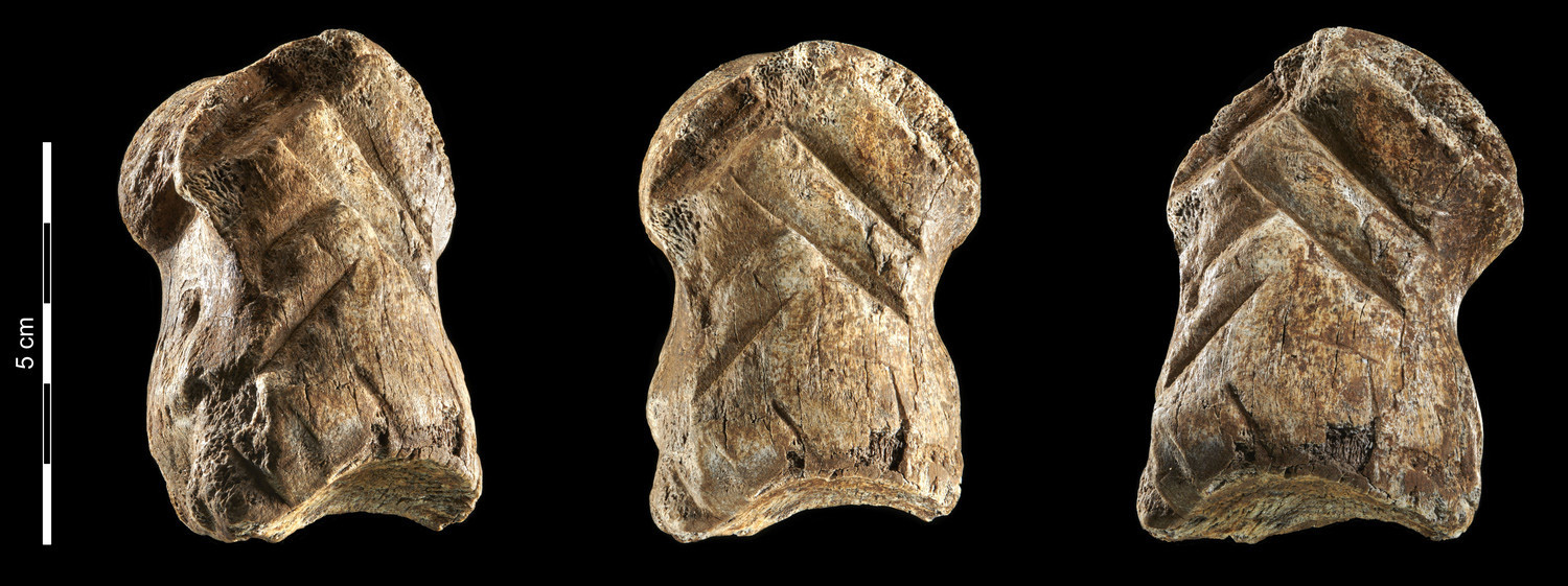 Carved giant deer bones Photograph of three deer footbones with visible carvings on them.