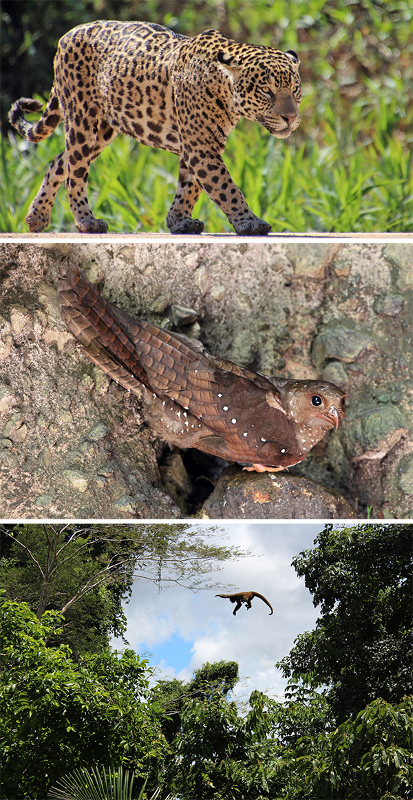 Inhabitants of the Andean and Amazonian forests Three photos. The first shows a jaguar, the second a bird and the third a monkey jumping between two trees.