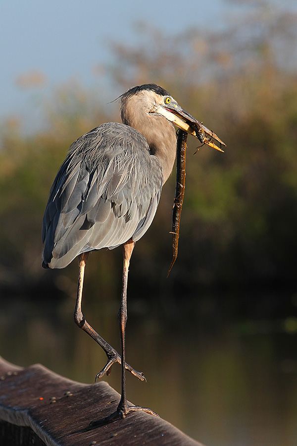 Heron and eel Photo of a heron with an eel in its beak.