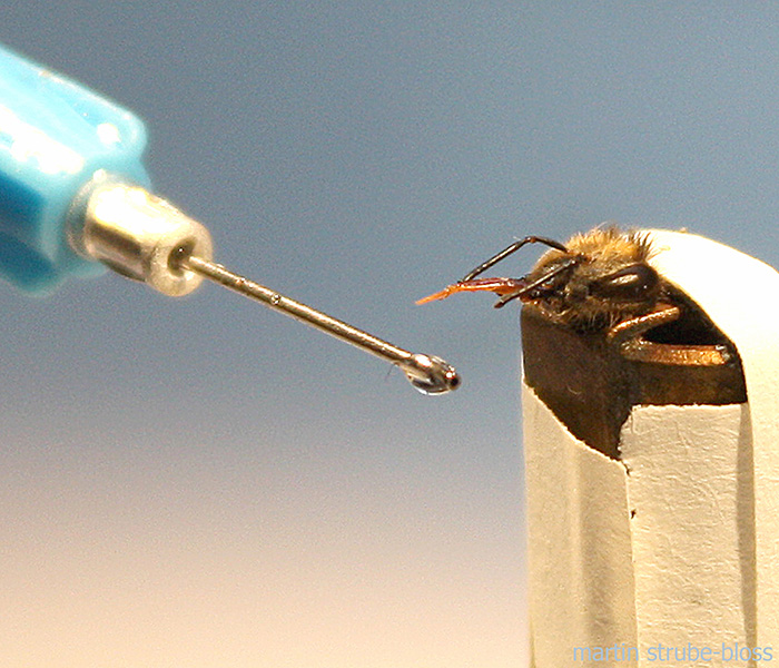 Proboscis extension assay A bee held in a small container with its head sticking out extends its proboscis toward a pin with a drop of liquid on the end of it.