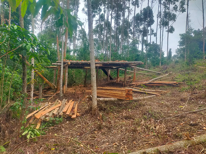 Uganda forest lumber Photograph of tall-trunked trees towering above a small wood building and piles of lumber.