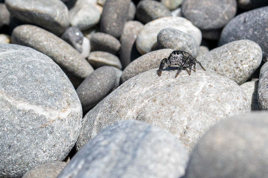 Marpissa marina A spider crouches on some pebbles.