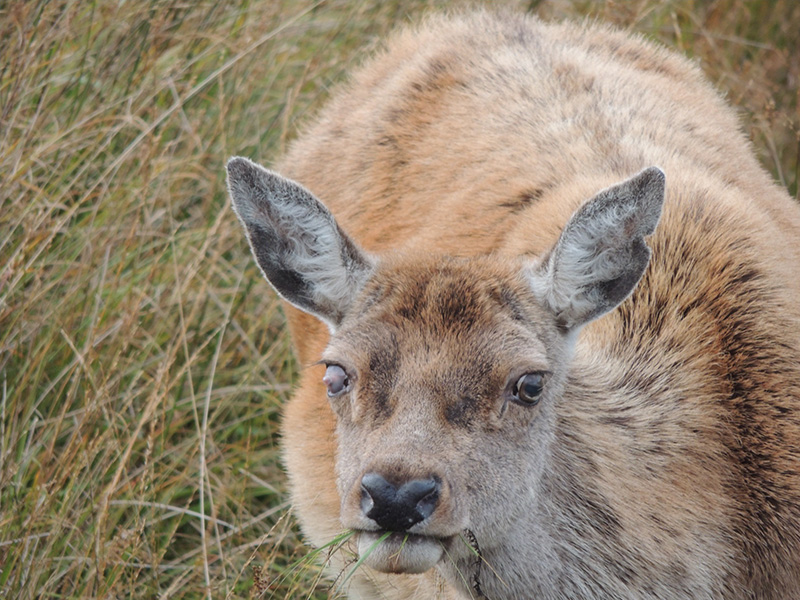 Malin the old hind Close-up photo of an old deer with a red coat staring toward the camera. Her right eye looks abnormal, with grey scarring over it.