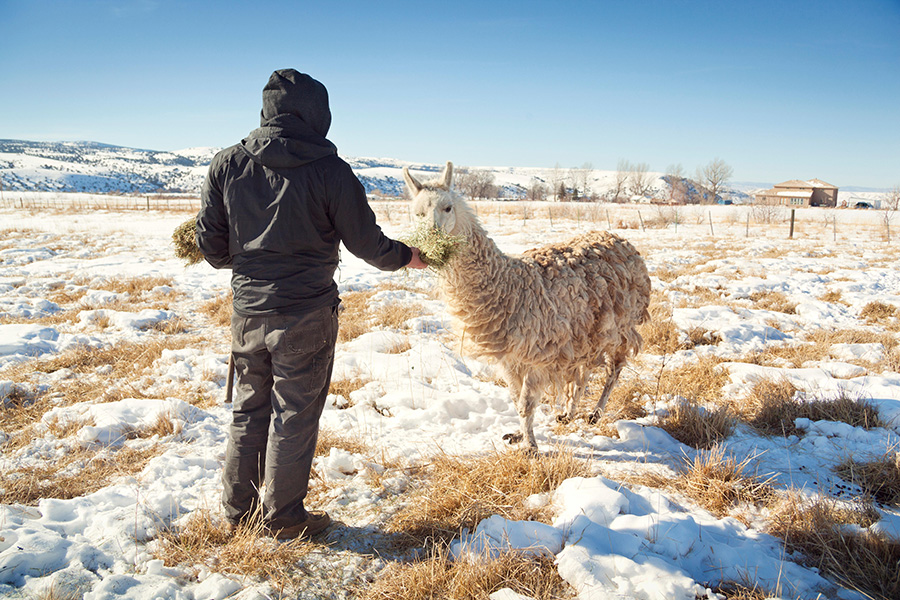 Never-ending work A rancher feeds a llama in a snowy field.