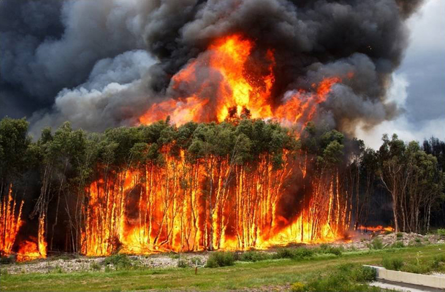 Everglades fire Trees on fire in the Everglades.